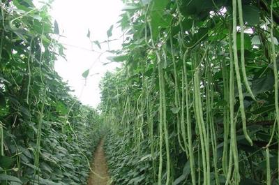 大連益彩家庭農(nóng)場 優(yōu)質(zhì)農(nóng)產(chǎn)品基地的綠色承諾