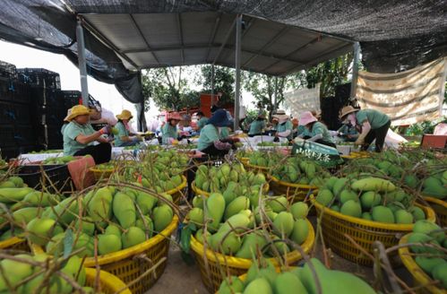 抖音電商“山貨上頭條”走進(jìn)海南，助力農(nóng)特產(chǎn)走向全國(guó)