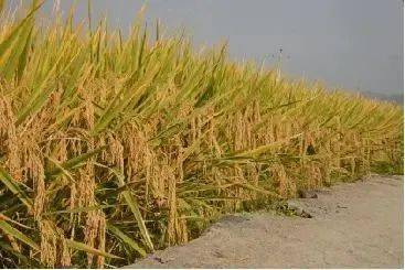 農(nóng)業(yè)產(chǎn)業(yè)鏈解析與初級(jí)農(nóng)產(chǎn)品的全產(chǎn)業(yè)鏈布局策略