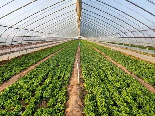 中牟生菜 全國(guó)名特優(yōu)新農(nóng)產(chǎn)品中的綠色瑰寶