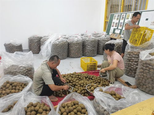 斗江鎮(zhèn)思?xì)W村農(nóng)產(chǎn)品分裝車(chē)間 羅漢果選果忙，助力鄉(xiāng)村振興