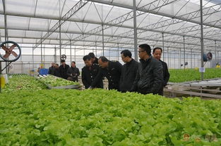 我縣組織開(kāi)展春節(jié)前食品安全聯(lián)合大檢查行動(dòng)，筑牢初級(jí)農(nóng)產(chǎn)品安全防線(xiàn)