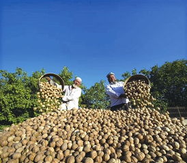 2019上海新春農產品大聯展 初級農產品中的豐饒與匠心