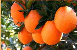 警惕假冒贛南臍橙 違法成本高，最高可判七年