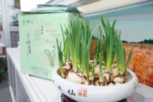 滬上迎新春，舌尖品豐年 2019上海新春農產品大聯展本周盛大啟幕