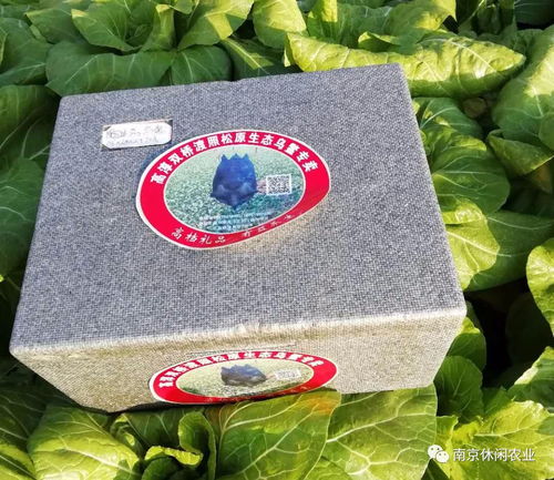 烏鱉奇遇記 慢城吳氏烏鱉的創業風雨