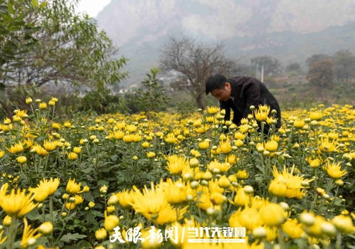 讓鄉村生活像花兒一樣美——記黔西縣大關鎮丘林村第一書記張乾與初級農產品的振興之路