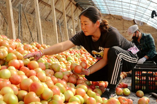 銀川市金鳳區 鄉村路暢通，農產品鋪就致富新門路