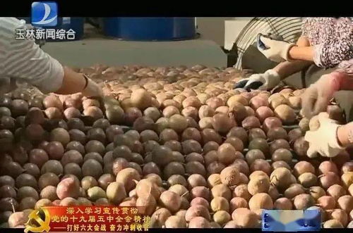 玉林市加快完善電商基礎設施，助推特色農產品電商產業(yè)高質量發(fā)展