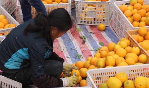 “贛南臍橙”退款風波 當“初級農產品”遇上現代消費期待